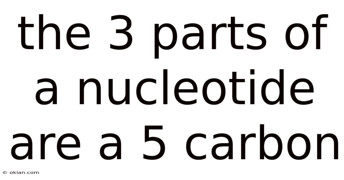 The 3 Parts Of A Nucleotide Are A 5 Carbon