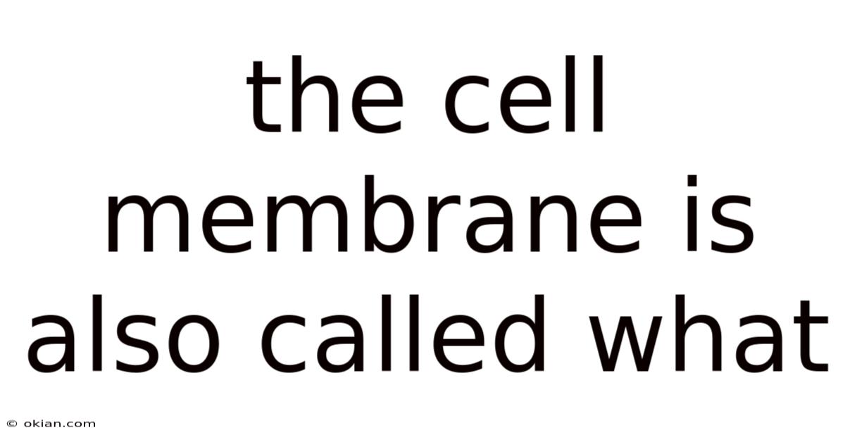 The Cell Membrane Is Also Called What