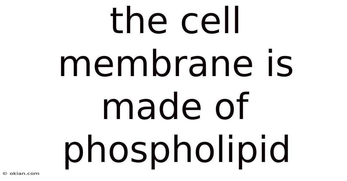 The Cell Membrane Is Made Of Phospholipid