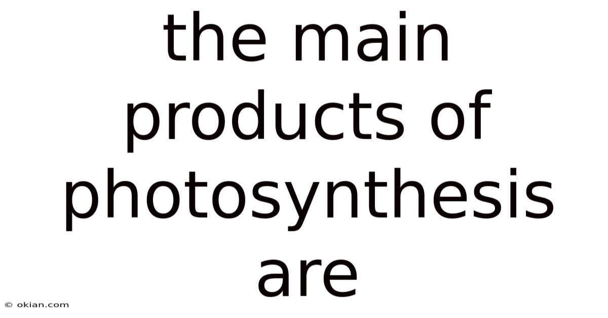 The Main Products Of Photosynthesis Are