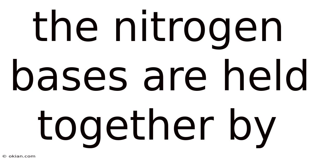 The Nitrogen Bases Are Held Together By