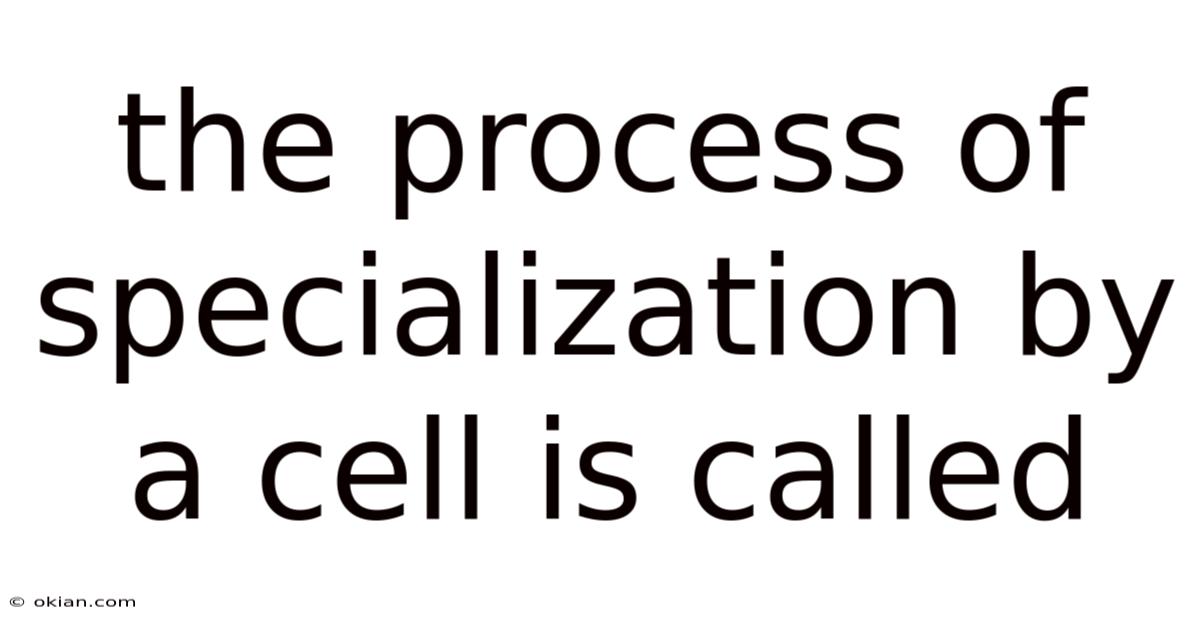 The Process Of Specialization By A Cell Is Called