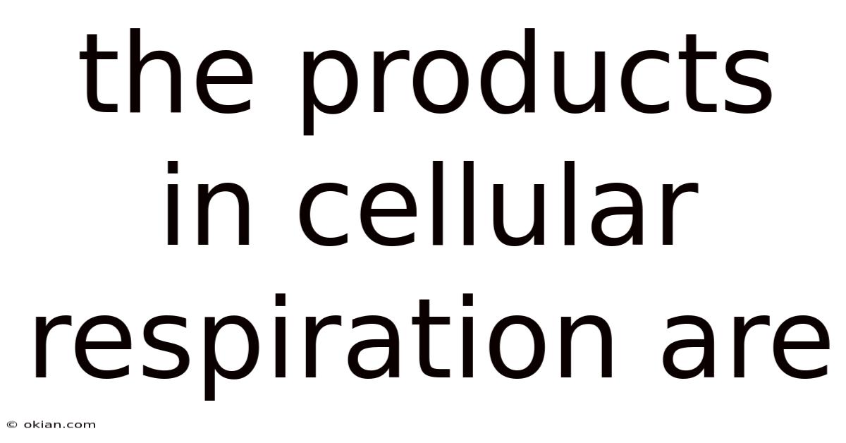 The Products In Cellular Respiration Are