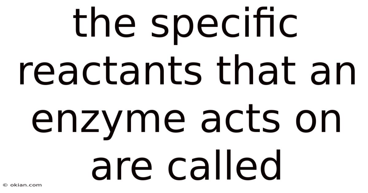 The Specific Reactants That An Enzyme Acts On Are Called