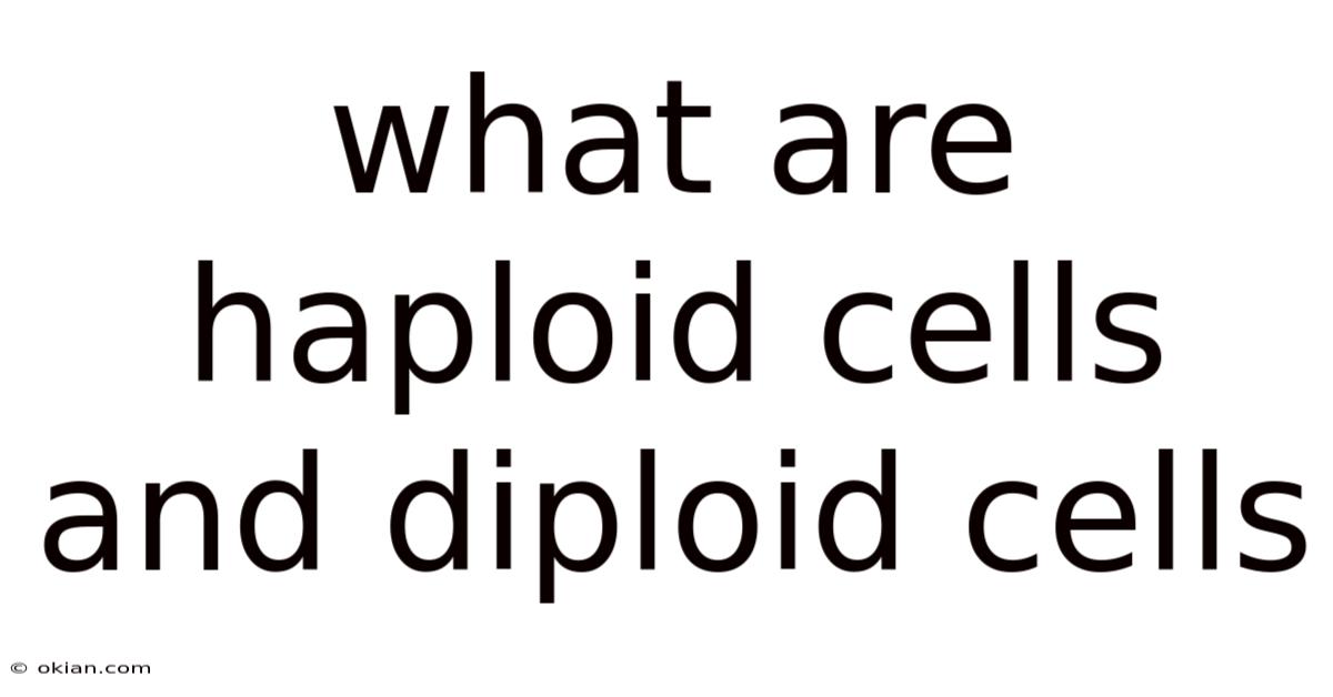 What Are Haploid Cells And Diploid Cells