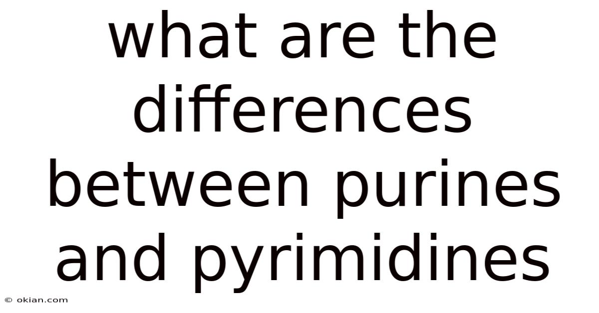 What Are The Differences Between Purines And Pyrimidines