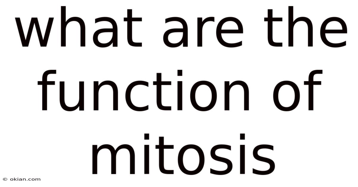 What Are The Function Of Mitosis