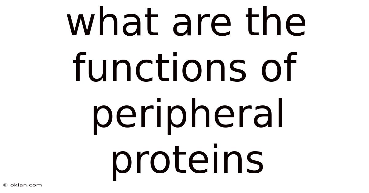 What Are The Functions Of Peripheral Proteins