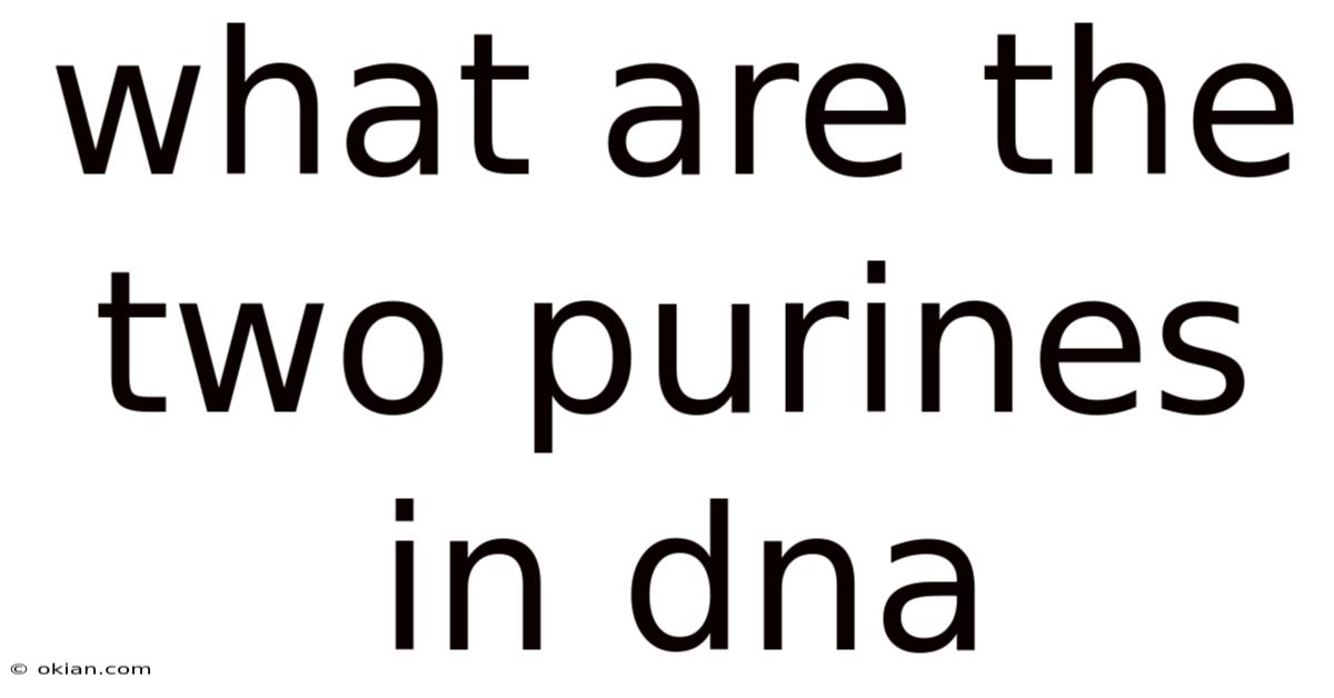 What Are The Two Purines In Dna