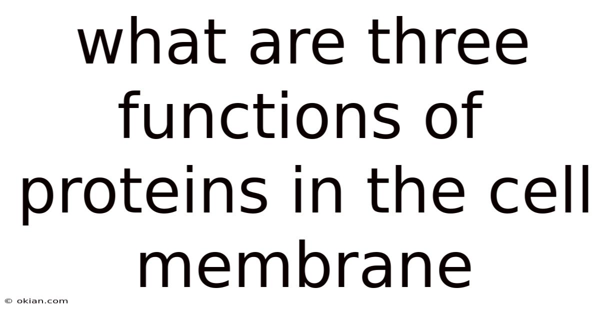 What Are Three Functions Of Proteins In The Cell Membrane