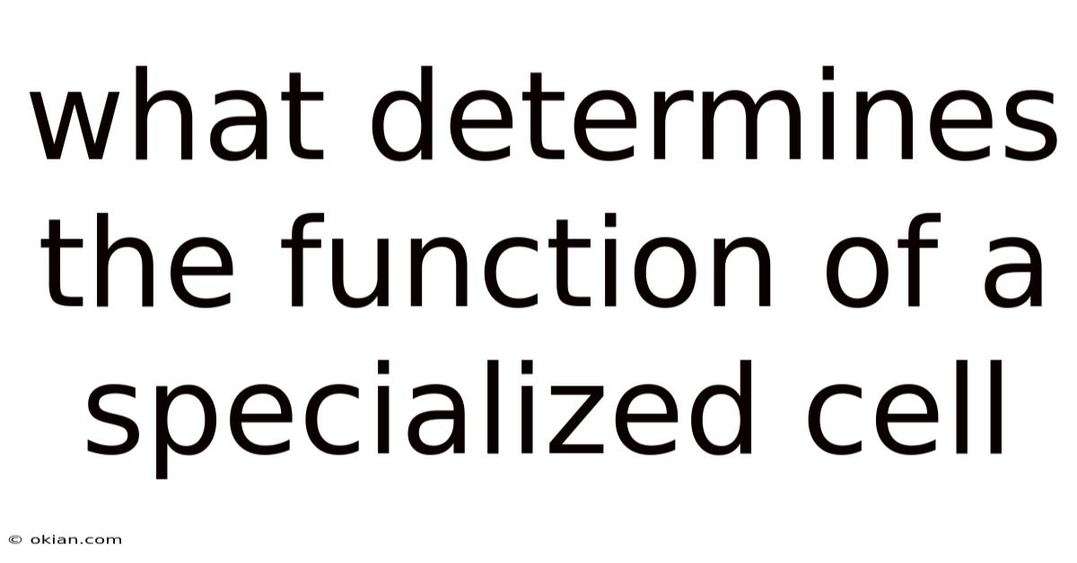 What Determines The Function Of A Specialized Cell