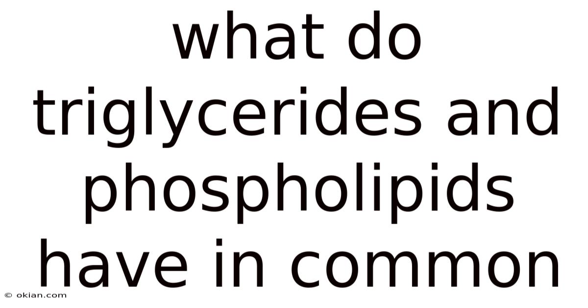 What Do Triglycerides And Phospholipids Have In Common