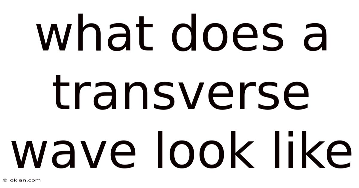 What Does A Transverse Wave Look Like