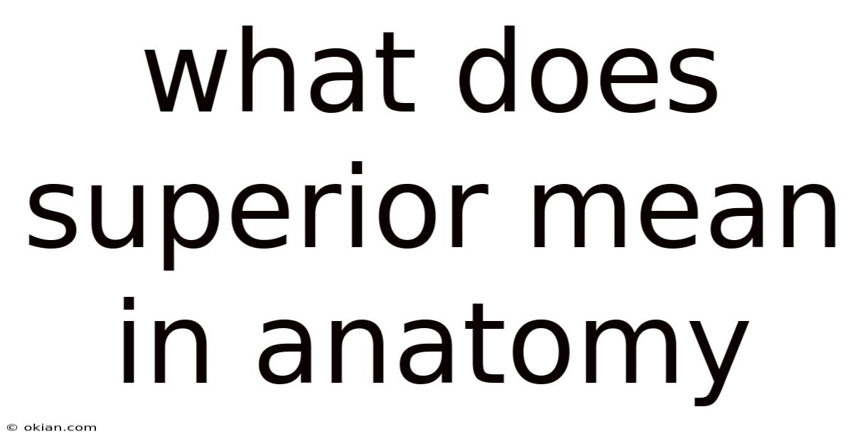 What Does Superior Mean In Anatomy