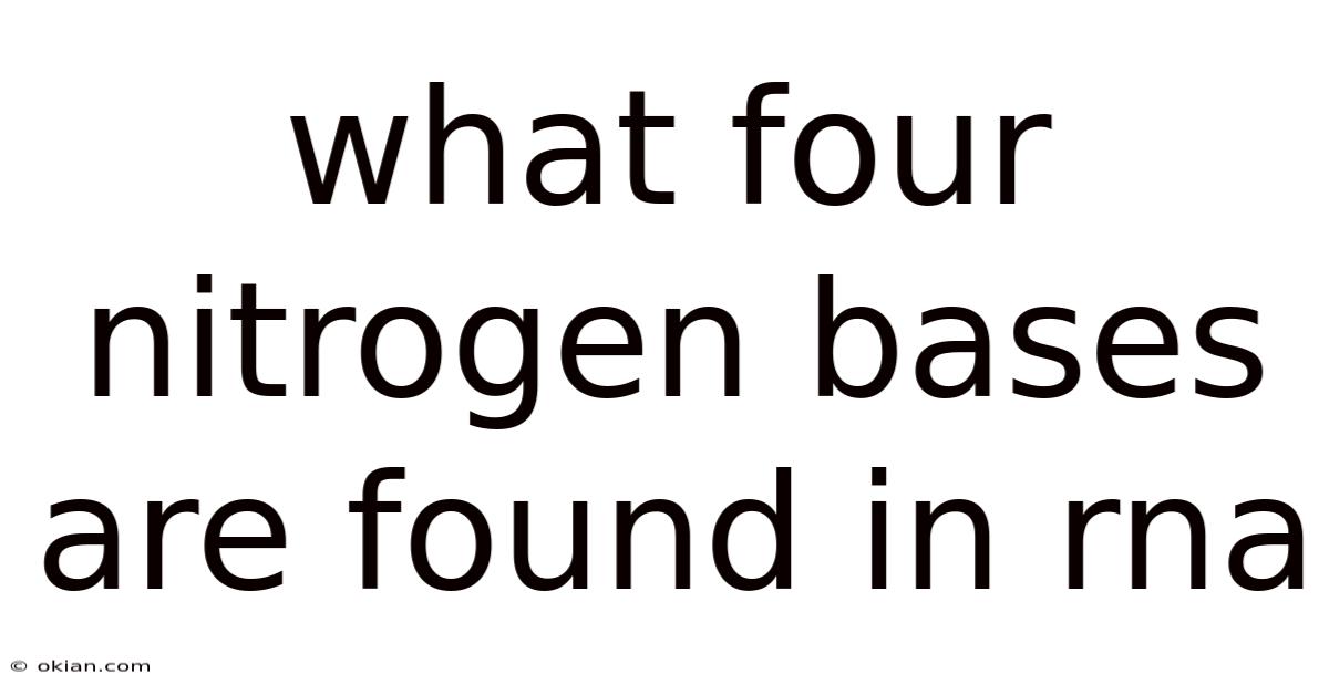 What Four Nitrogen Bases Are Found In Rna