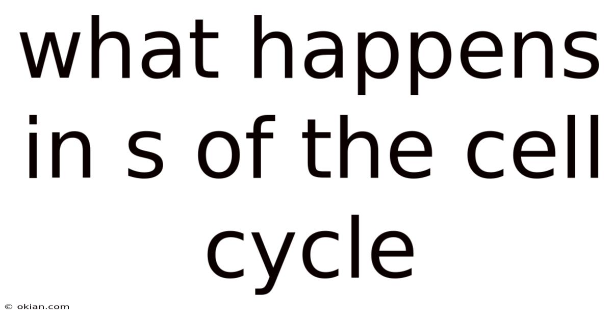 What Happens In S Of The Cell Cycle