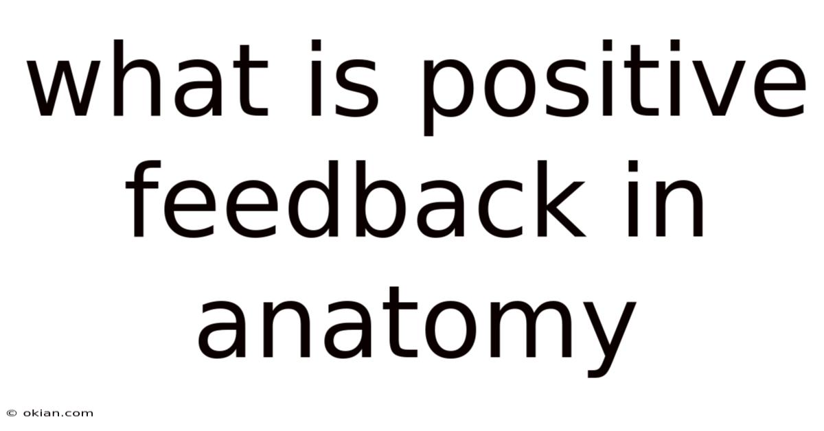What Is Positive Feedback In Anatomy