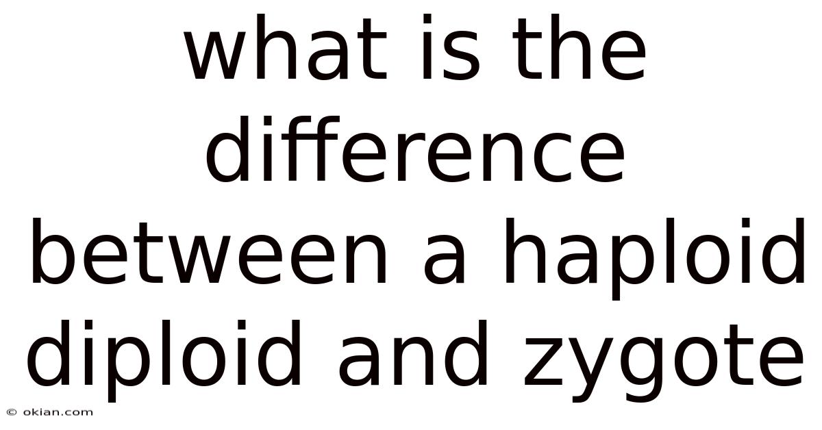 What Is The Difference Between A Haploid Diploid And Zygote