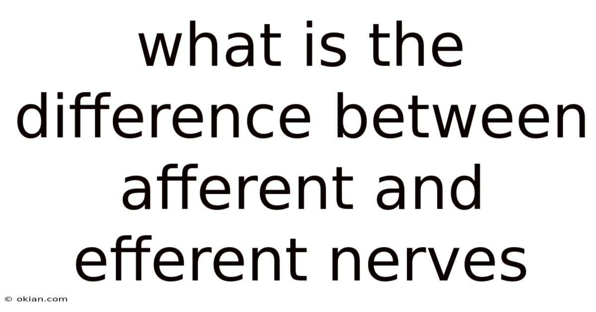 What Is The Difference Between Afferent And Efferent Nerves