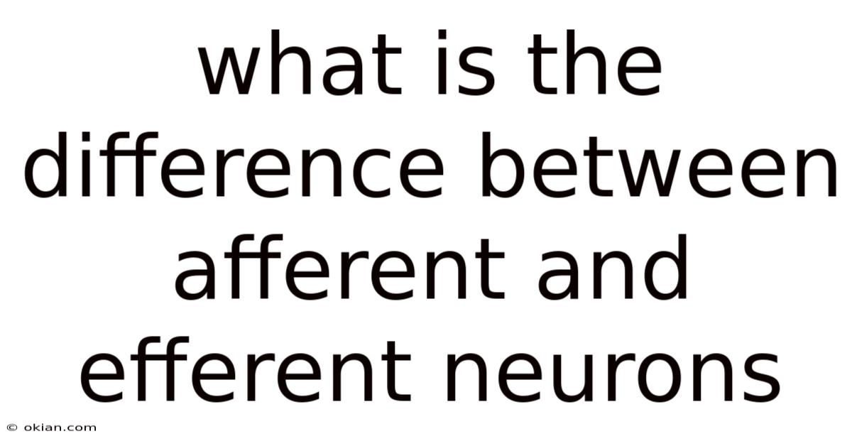 What Is The Difference Between Afferent And Efferent Neurons
