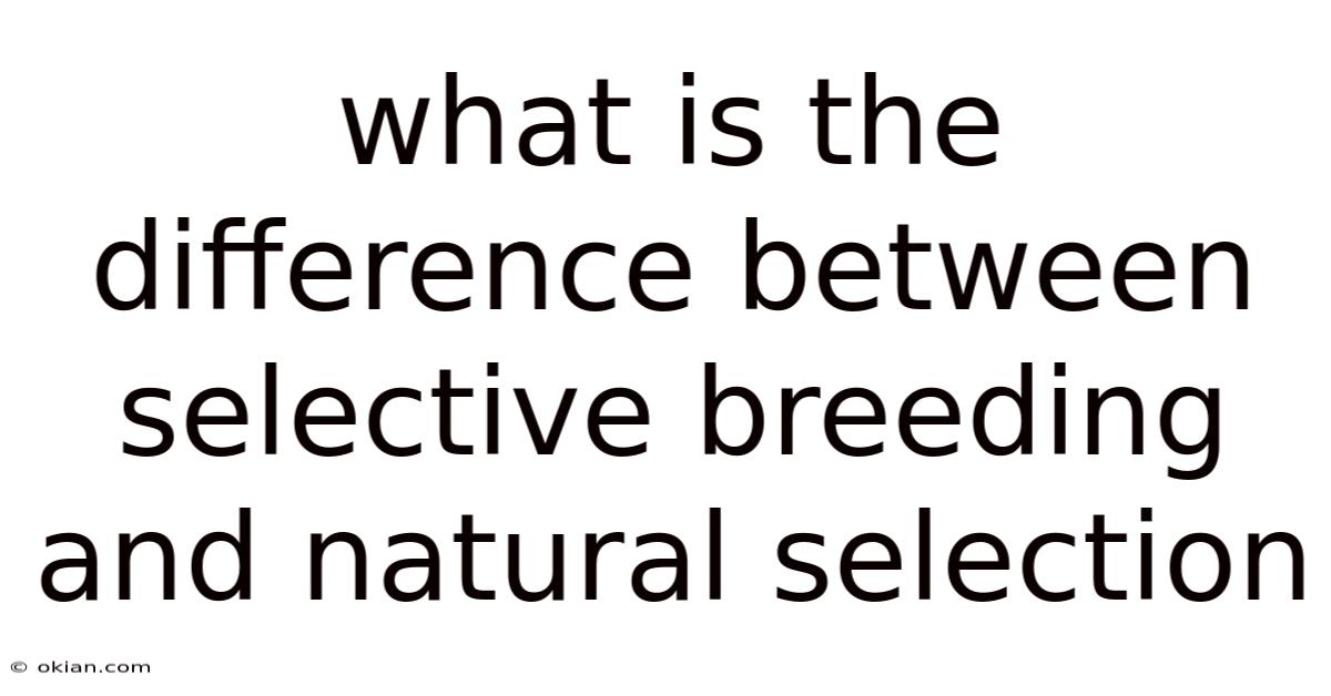 What Is The Difference Between Selective Breeding And Natural Selection