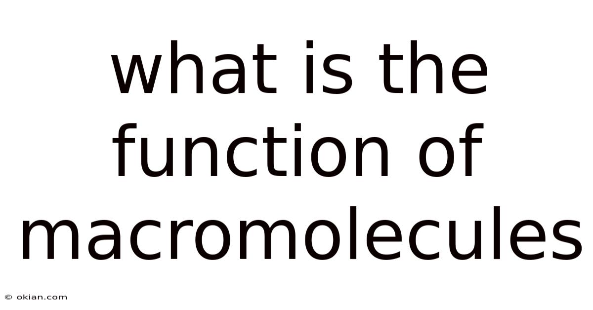 What Is The Function Of Macromolecules