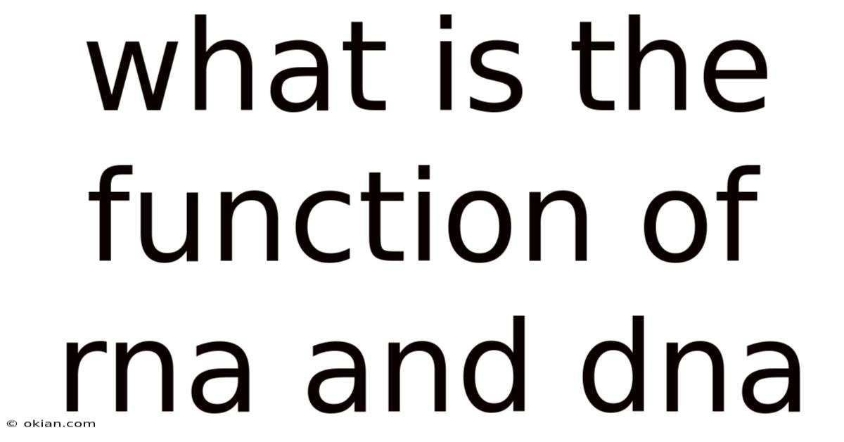 What Is The Function Of Rna And Dna