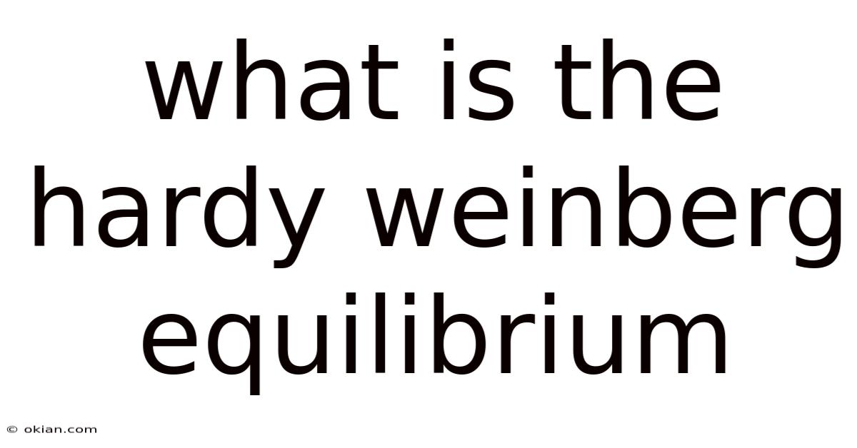 What Is The Hardy Weinberg Equilibrium