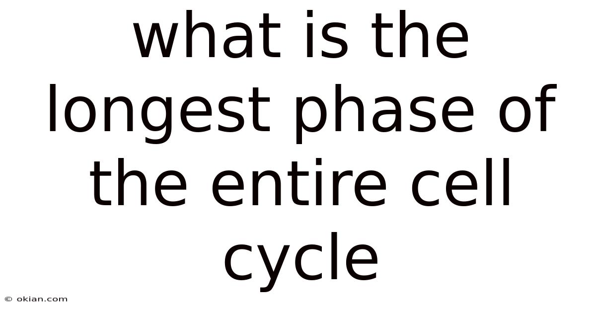 What Is The Longest Phase Of The Entire Cell Cycle
