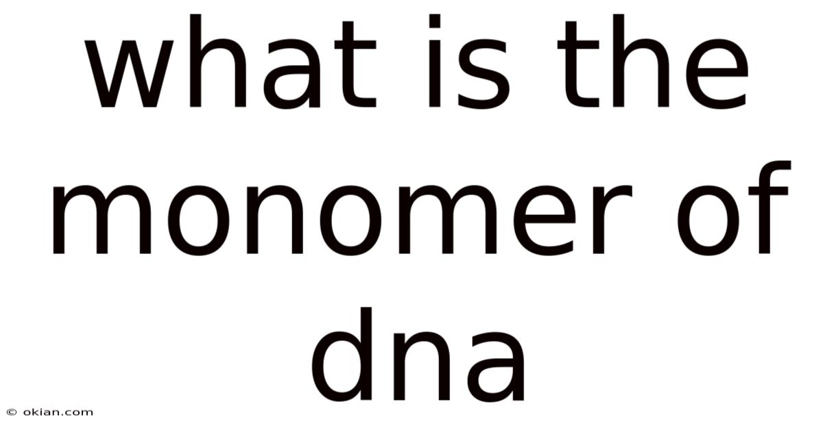 What Is The Monomer Of Dna