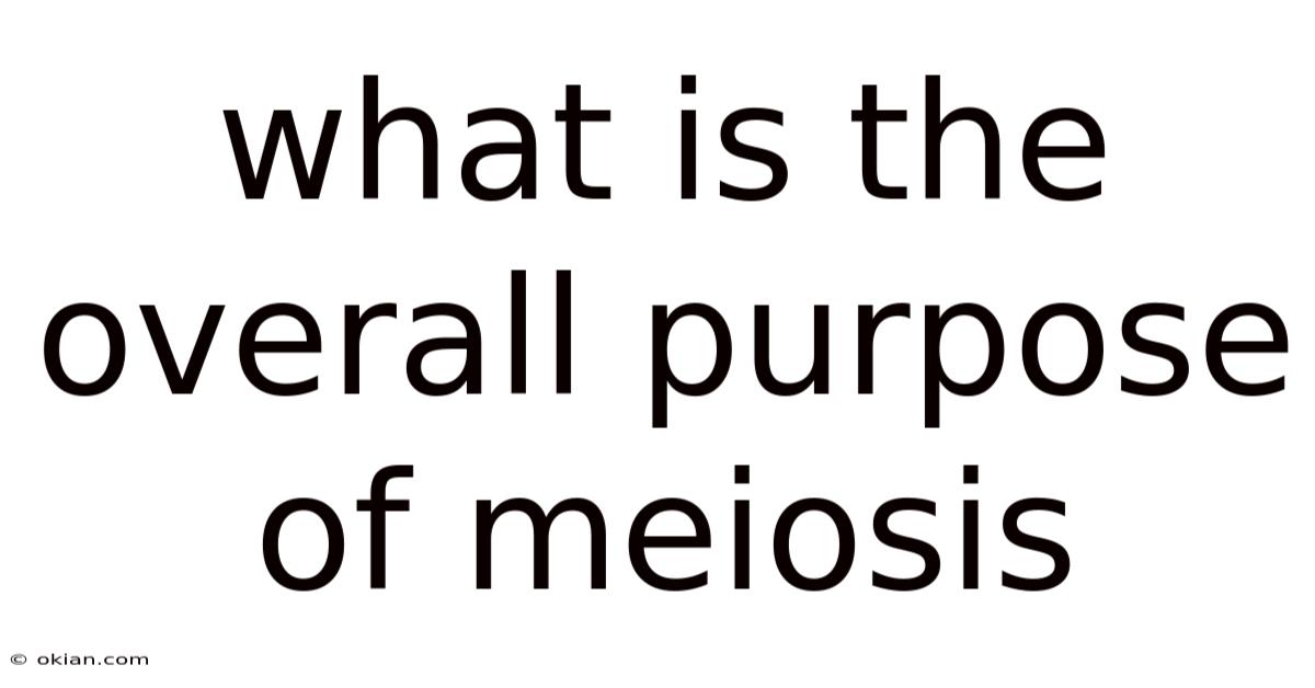 What Is The Overall Purpose Of Meiosis