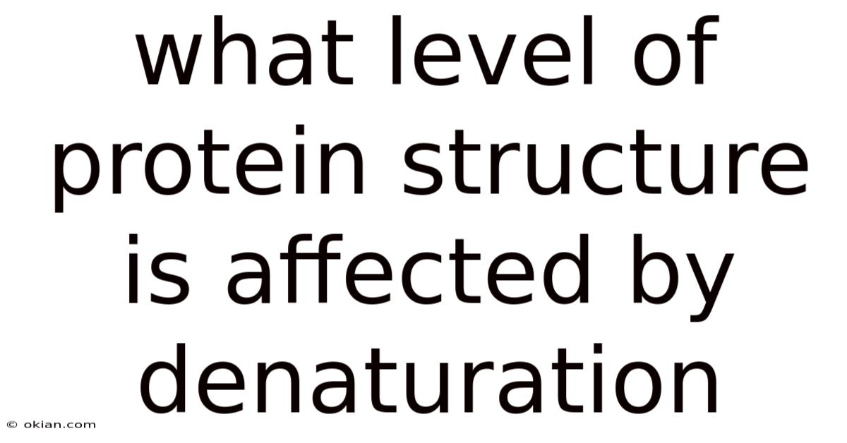 What Level Of Protein Structure Is Affected By Denaturation