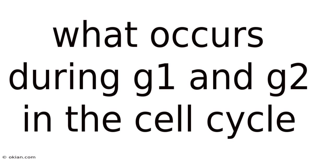What Occurs During G1 And G2 In The Cell Cycle