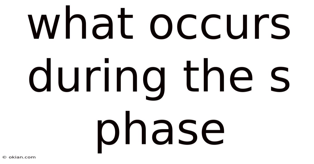 What Occurs During The S Phase