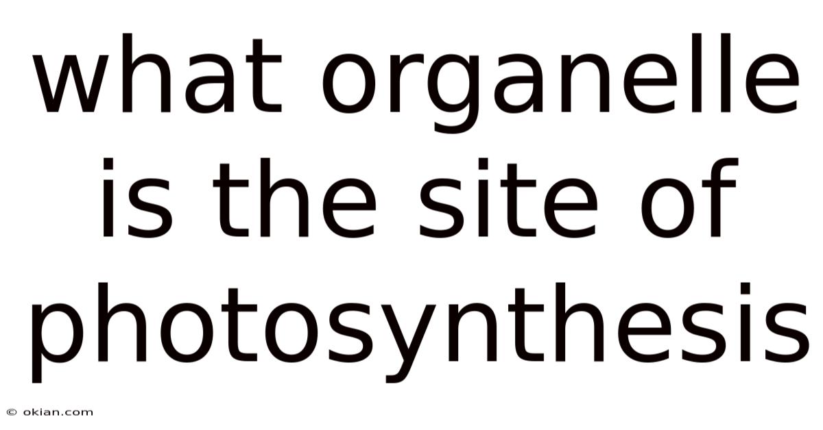 What Organelle Is The Site Of Photosynthesis