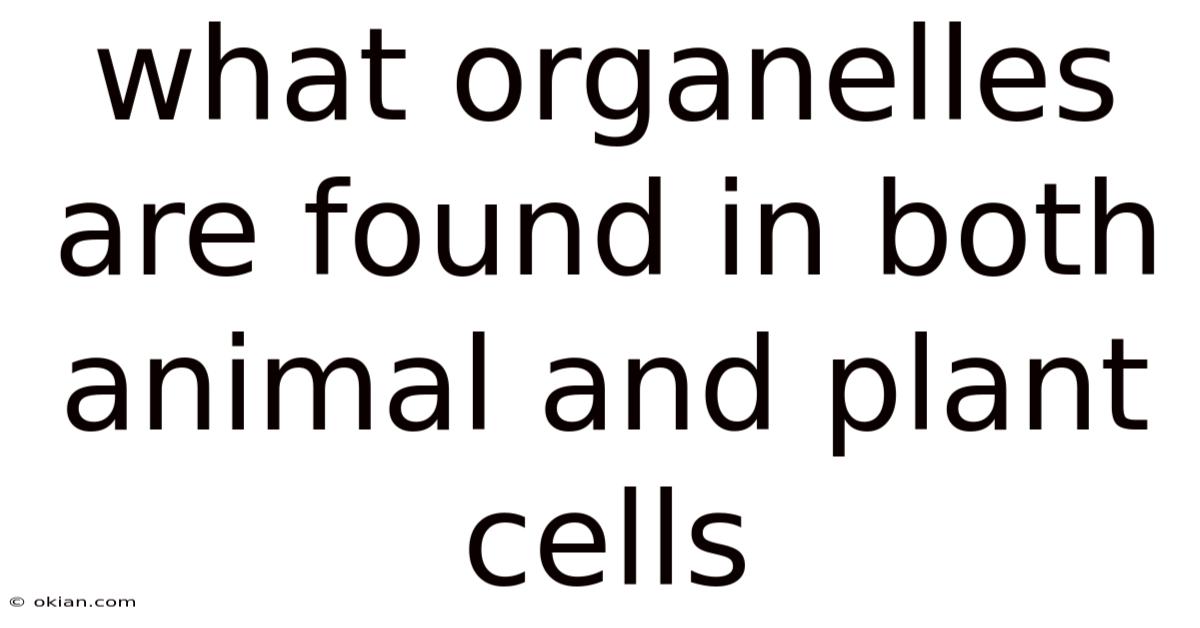 What Organelles Are Found In Both Animal And Plant Cells