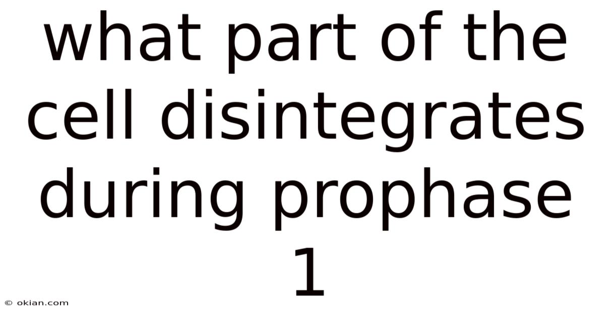 What Part Of The Cell Disintegrates During Prophase 1