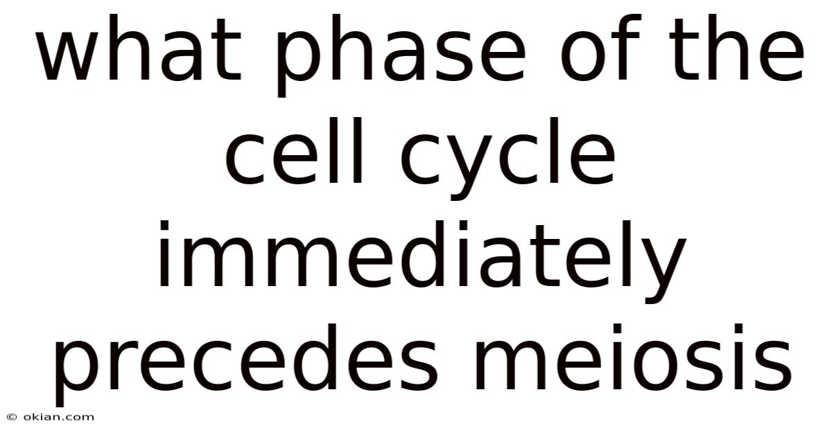 What Phase Of The Cell Cycle Immediately Precedes Meiosis