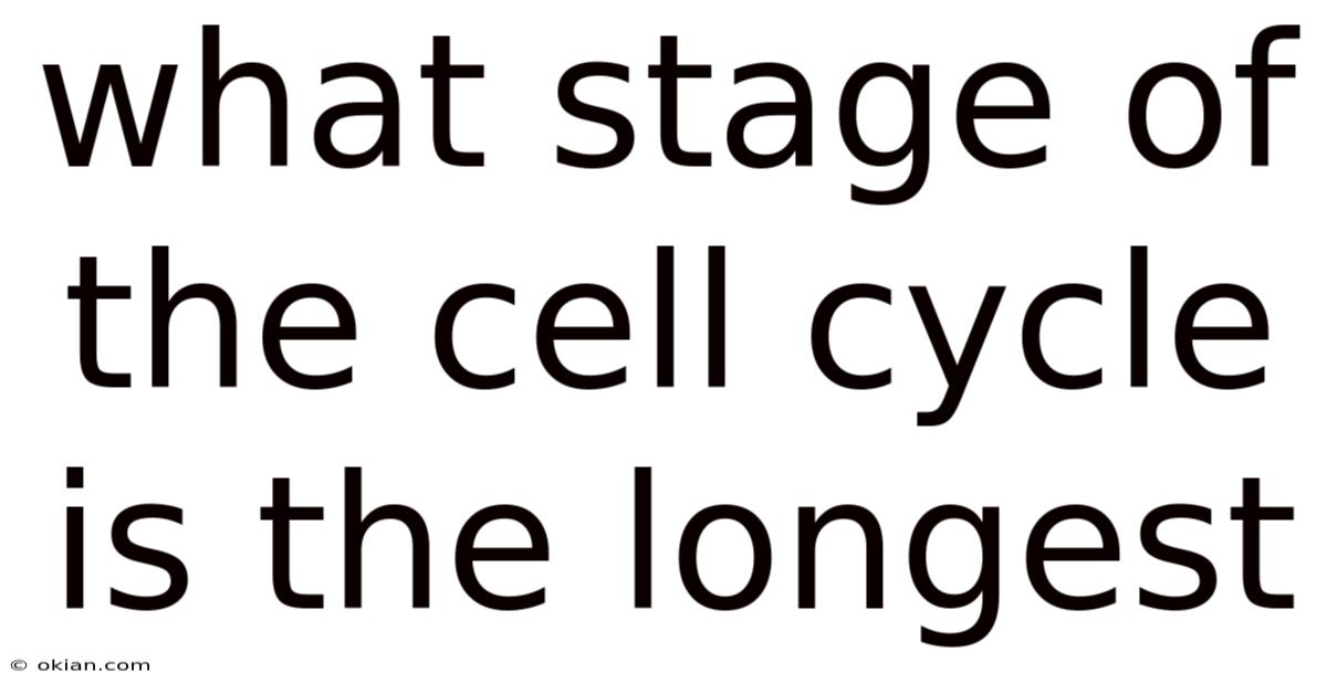What Stage Of The Cell Cycle Is The Longest