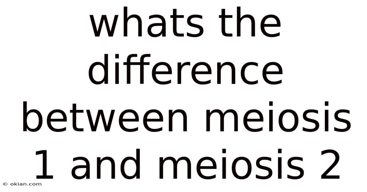 Whats The Difference Between Meiosis 1 And Meiosis 2