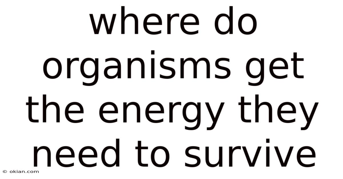 Where Do Organisms Get The Energy They Need To Survive