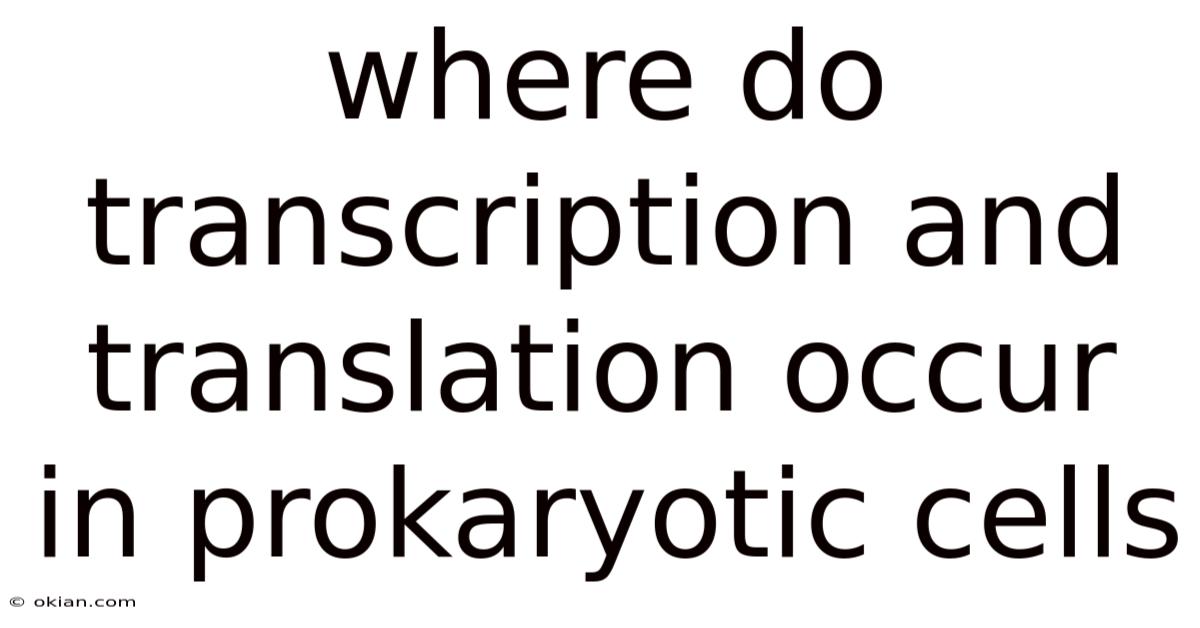 Where Do Transcription And Translation Occur In Prokaryotic Cells