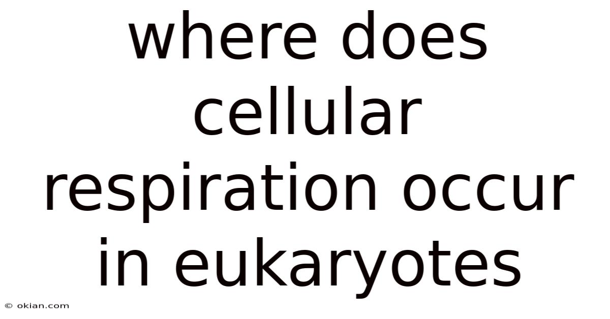 Where Does Cellular Respiration Occur In Eukaryotes