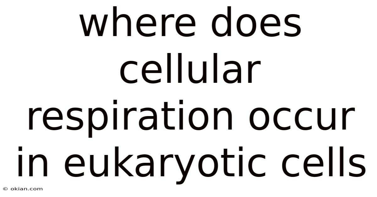 Where Does Cellular Respiration Occur In Eukaryotic Cells