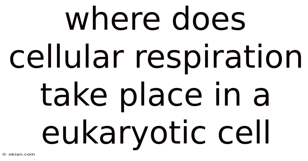 Where Does Cellular Respiration Take Place In A Eukaryotic Cell