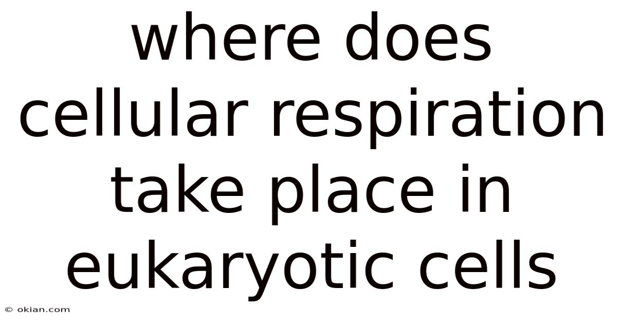 Where Does Cellular Respiration Take Place In Eukaryotic Cells