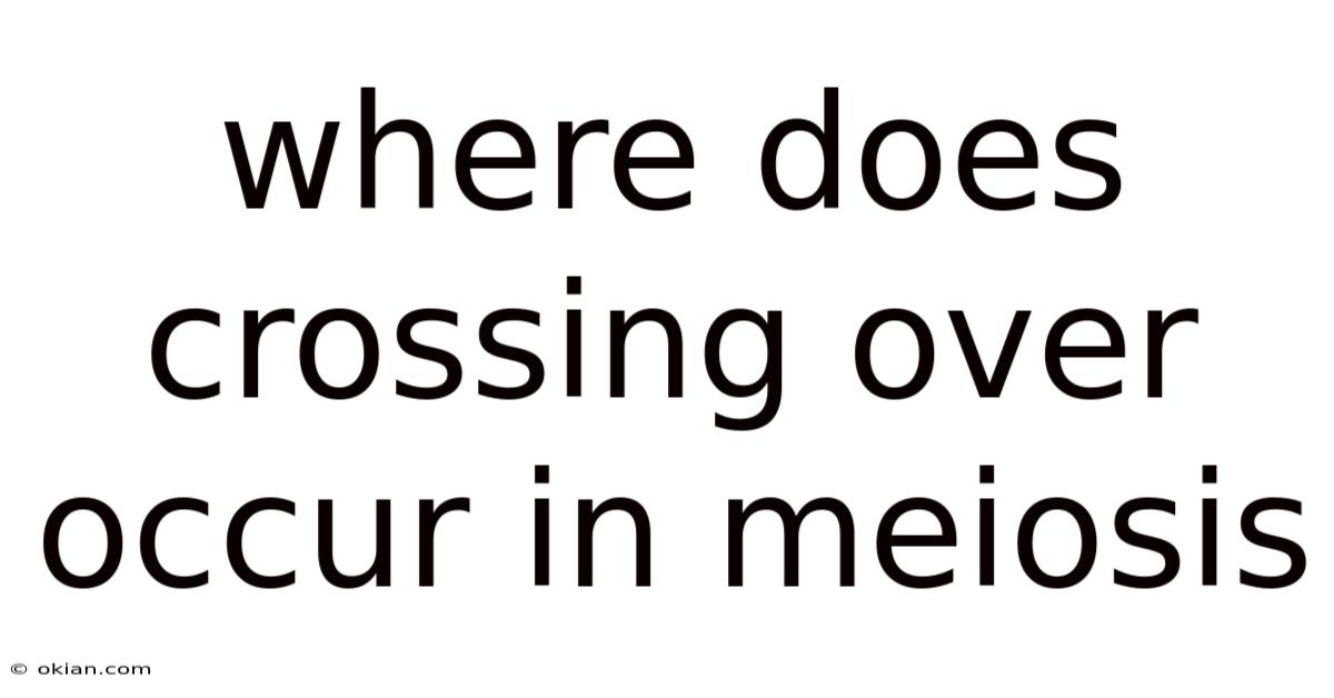 Where Does Crossing Over Occur In Meiosis