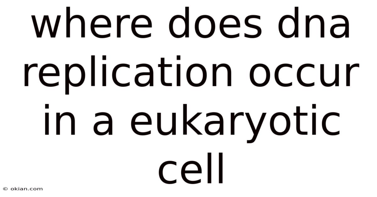 Where Does Dna Replication Occur In A Eukaryotic Cell