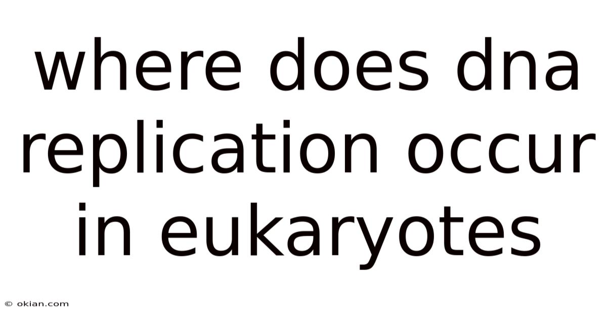 Where Does Dna Replication Occur In Eukaryotes