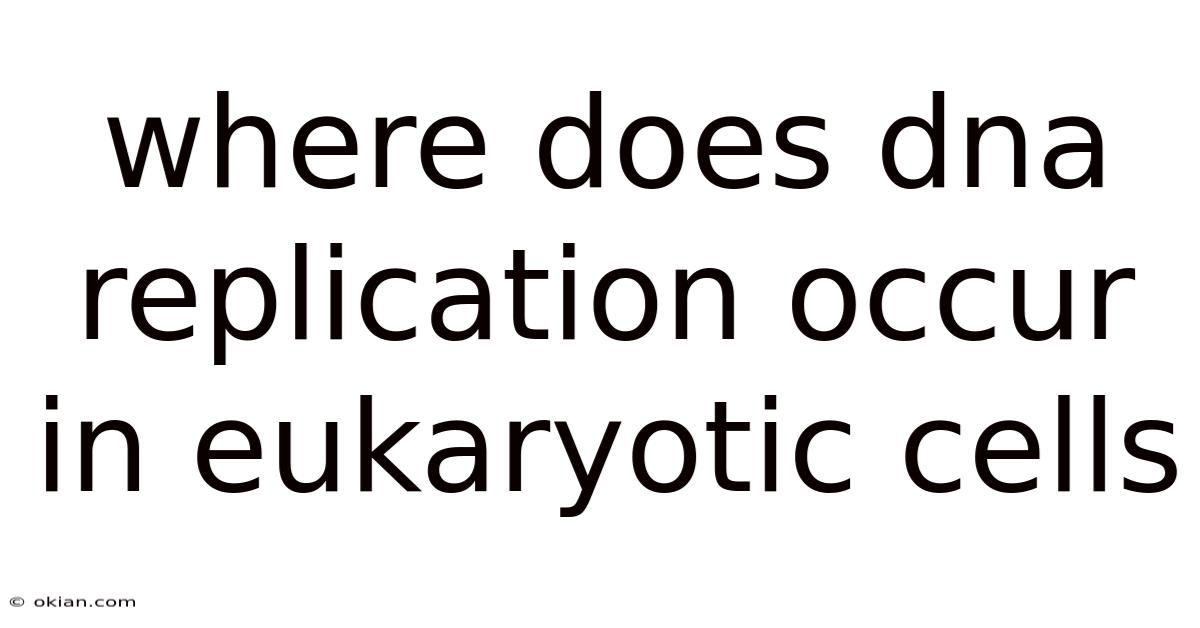 Where Does Dna Replication Occur In Eukaryotic Cells
